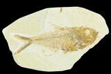 Fossil Fish (Diplomystus) - Green River Formation #126195-1